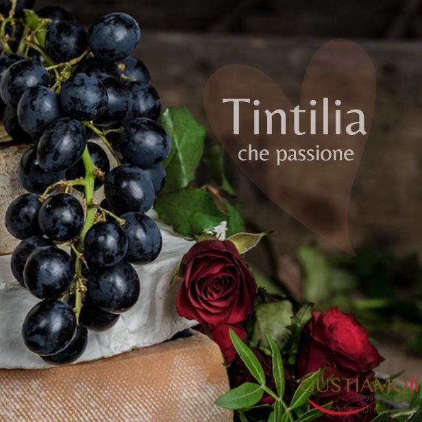 Tintilia, quelle passion !